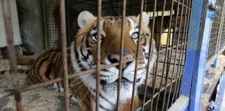 #ESPAÑA Toledo se declara una ciudad libre de circos con animales