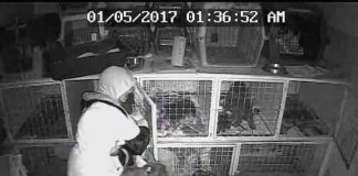 #BIOBIO Roban perros de raza desde veterinaria en San Pedro de la Paz