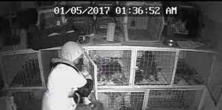 #BIOBIO Roban perros de raza desde veterinaria en San Pedro de la Paz