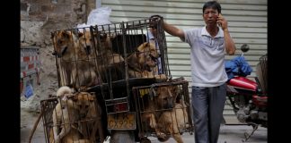 #CHINA Prohibirían la venta de carne de perro en la provincia de Yulin