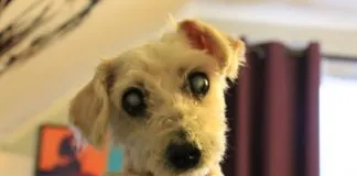 #EPAdifunde La historia de Boris, un perrito ciego rescatado en #Rancagua que hoy busca un hogar