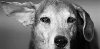 #TENDENCIAS Radio alemana transmite música para calmar a los perros y que no se sientan solos en la casa