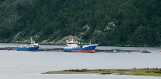 #MIRADANACIONAL Industria salmonera chilena disminuye uso de antibióticos totales