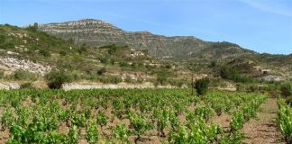 #PUNTOLEGAL Viñas y productores de vino deberán informar la cantidad de agua empleada en la elaboración de sus productos, según nueva norma