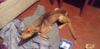 #COQUIMBO Piden ayuda para perro que fue encontrado al borde de la muerte en #Ovalle
