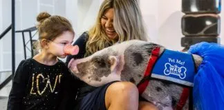 #TENDENCIAS Perros, chanchos y ponis relajan a los viajeros ansiosos en los aeropuertos de EE.UU