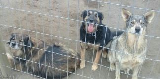 #BIOBIO Harán entretenido evento a beneficio de conocida agrupación pro animal penquista