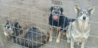 #BIOBIO Harán entretenido evento a beneficio de conocida agrupación pro animal penquista
