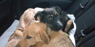 #EPAdifunde Jade y Estrella, dos perritos porteñas en búsqueda de un hogar