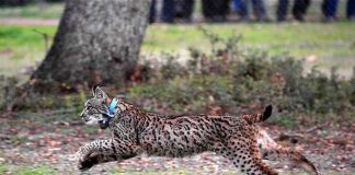 #ESPAÑA El fuego obliga a soltar trece linces del centro de cría de Doñana