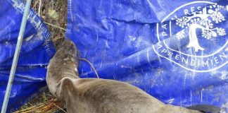 #BIOBIO Rescataron a un lobo marino con más de 70 perdigones en su cuerpo