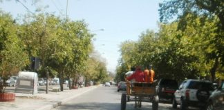 Leandro Fruitos: «La violencia hacia los animales es uno de los aspectos que más enfurece a la sociedad de cara a la tracción a sangre»