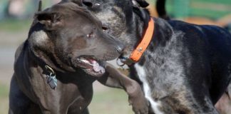 #PUNTOLEGAL Con pena de cárcel se sancionará a quienes desarrollen peleas de perros en México