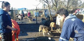 #LOSLAGOS Agrupaciones pro animal de #PuertoMontt invitan a Fiesta de los 8o y 90