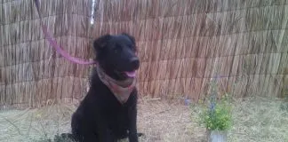 #EPADifunde Lola, una tierna perrita en búsqueda de un hogar
