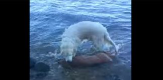 #MUNDO Un perro héroe salva a un ciervo de morir ahogado en Estados Unidos