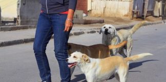 #PUNTOLEGAL ¿Recursos jurídicos de los humanos también para los animales?, el debate que marca la pauta en Colombia