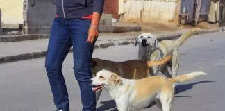 #LOSLAGOS 3 mil gatos y perros han sido inscrito en el Registro Nacional de Animales de Compañia en Osorno