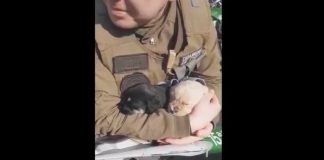 #SANTIAGO Carabineros rescatan a cachorros que se estaban ahogando en una piscina