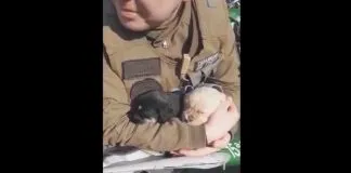 #SANTIAGO Carabineros rescatan a cachorros que se estaban ahogando en una piscina
