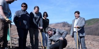 #MIRADANACIONAL Campaña busca reforestar con bosque nativo 500.000 especies en la Región del Maule y Biobío