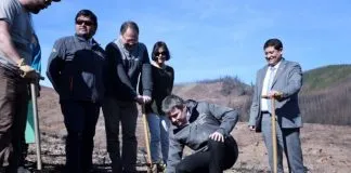 #MIRADANACIONAL Campaña busca reforestar con bosque nativo 500.000 especies en la Región del Maule y Biobío
