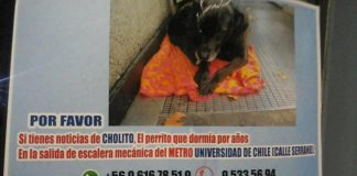 #SANTIAGO Inician campaña para encontrar a Cholito, perrito abandonado del Metro U.de Chile que se extravió