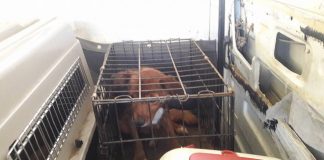 #SANTIAGO Piden ayuda para los 52 perritos maltratados que fueron rescatados en Lampa