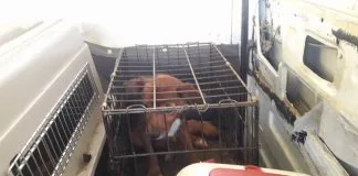 #SANTIAGO Piden ayuda para los 52 perritos maltratados que fueron rescatados en Lampa