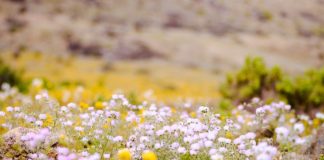 #ATACAMA Llaman a disfrutar del Desierto Florido respetando su biodiversidad