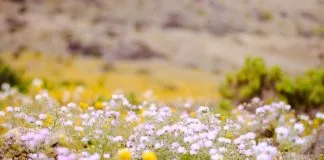 #ATACAMA Llaman a disfrutar del Desierto Florido respetando su biodiversidad