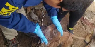 #ANTOFAGASTA PDI rescató a perrito maltratado y detuvo a su dueña