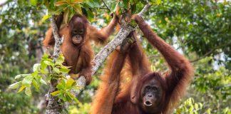 #MUNDO El orangután de Borneo ha perdido un 25% de su población en solo una década