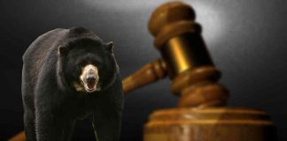 #OPINION Habeas corpus para ‘Chucho’, el oso colombiano que marca pauta