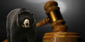 #OPINION Habeas corpus para ‘Chucho’, el oso colombiano que marca pauta