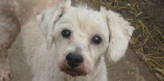 #SANTIAGO La historia de Piruja, un perrito ciego que lucha por recuperar su visión