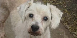 #SANTIAGO La historia de Piruja, un perrito ciego que lucha por recuperar su visión