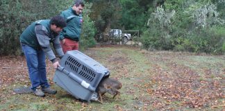 #MAULE Pudú hembra fue liberada en Curepto