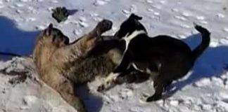 #AYSEN Denuncian asesinato de puma por parte de cazador argentino en Chile Chico