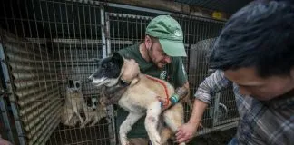 #MUNDO Rescatados 149 cachorros de morir electrocutados para hacer sopa picante en Corea del Sur