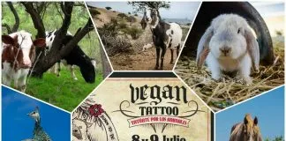 #VALPARAISO Harán una nueva versión de VeganTatto a beneficio del Santuario Clafira
