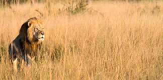 #MUNDO Cazador mata al hijo mayor del león Cecil en Zimbabwe