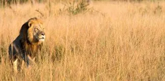 #MUNDO Cazador mata al hijo mayor del león Cecil en Zimbabwe
