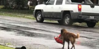#ESTADOSUNIDOS “Otis”, el perro que escapó del Huracán Harvey con su bolsa de comida