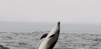 #TENDENCIAS Científicos piden proteger la costa de La Higuera rechazando proyectos mineros