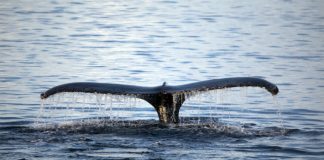 #INVESTIGACION Las ballenas y delfines tienen comportamientos sociales muy similares a los humanos