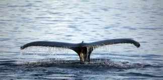 #MUNDO Expertos aseguran que la población de algunas ballenas no estará recuperada en 2100