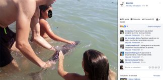 #MUNDO Cría de delfín muere a manos de bañistas en playa española