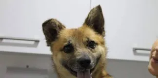 #EPAdifunde La historia de Braulio, un lindo perrito rancaguino en búsqueda de casa
