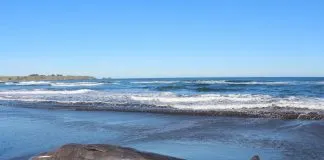#OHIGGINS Cría de cachalote varó en playa de Pichilemu